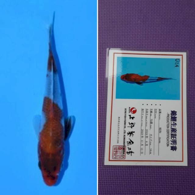 Ueno showa 15cm serti