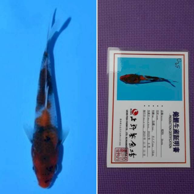Ueno showa 14cm serti