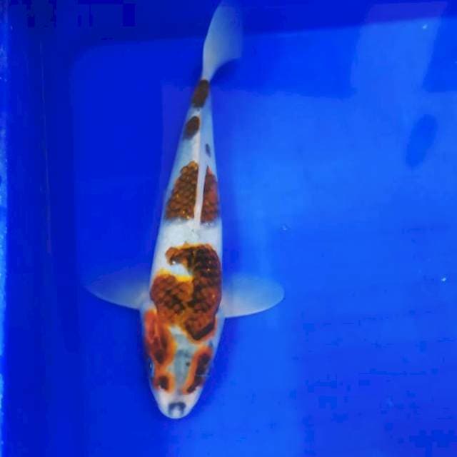 Budho goromo