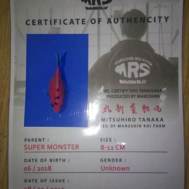 Tamasaba "Madara" (Marushin). Import dan Sertifikat