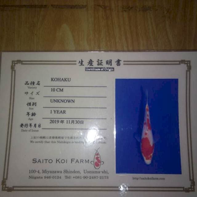 Kohaku (Saito)  10cm,  Import dan Sertifikat