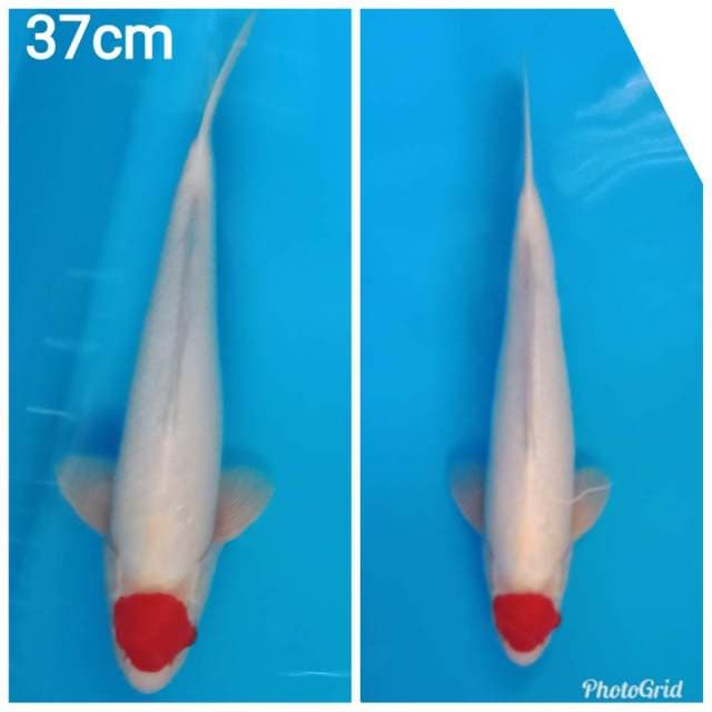 Tancho kohaku