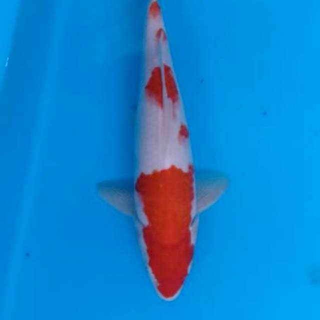 Kohaku 30cm