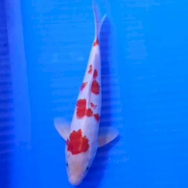 Sakura kohaku