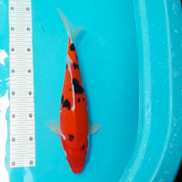 Doitsu mantab 35cm