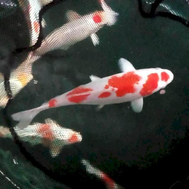 33cm. Kohaku sipp