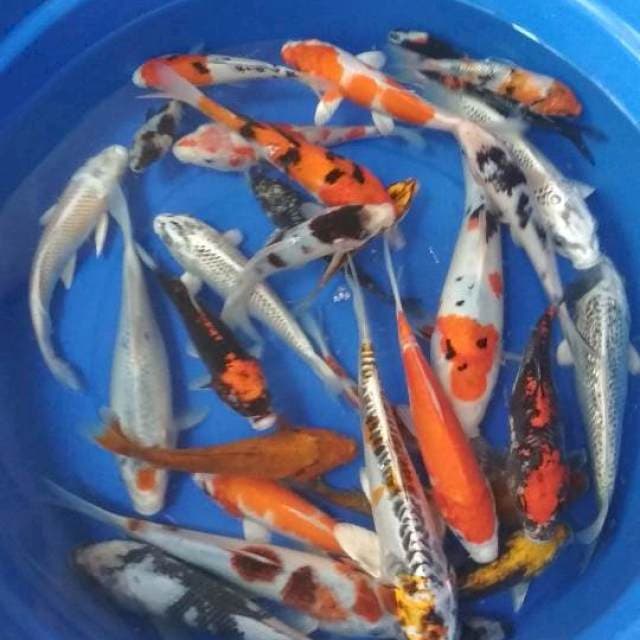 Mix murmer 29 ekor