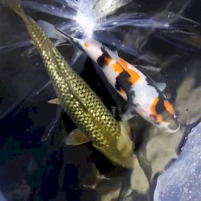 22cm & 25cm