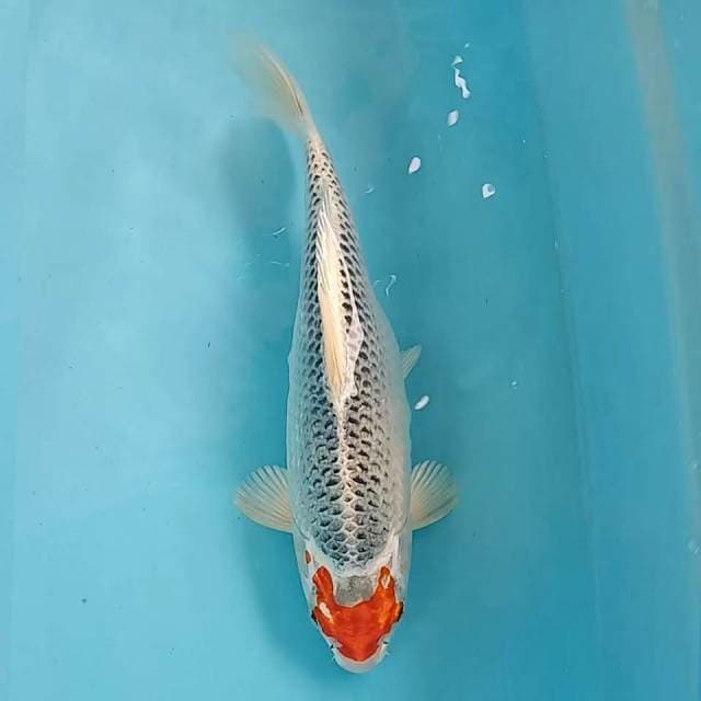 Tc banteng jaring rapi 28cm bodi joooss