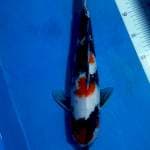 Showa 37 male
