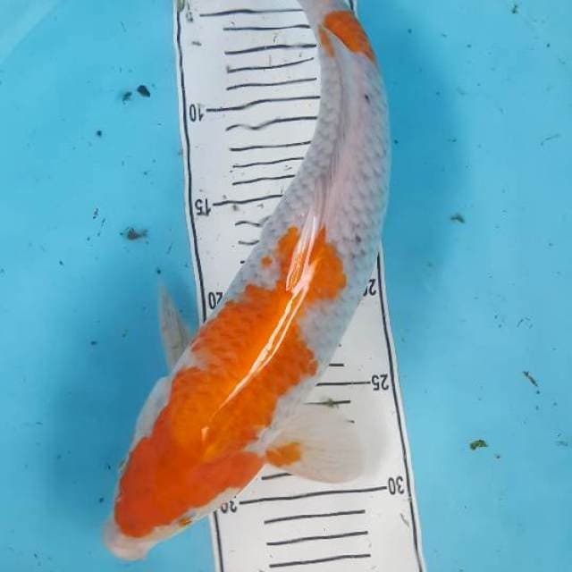 ociba cerah 37 cm