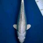 Platinum ginrin #28cm