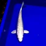 Platinum ginrin #30cm