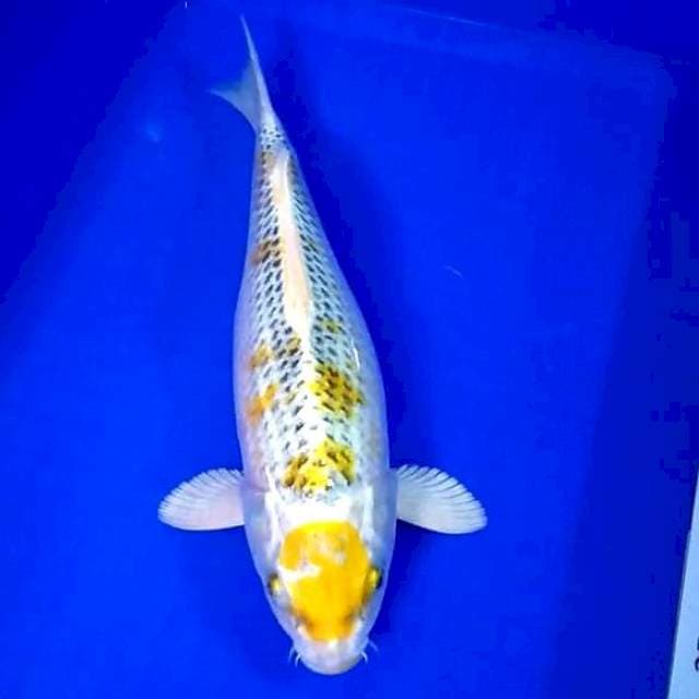 Maruten hariwake 34cm