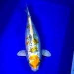 Maruten hariwake 34cm