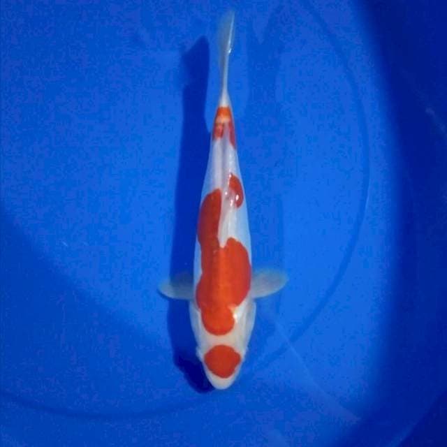 Kohaku Doitsu