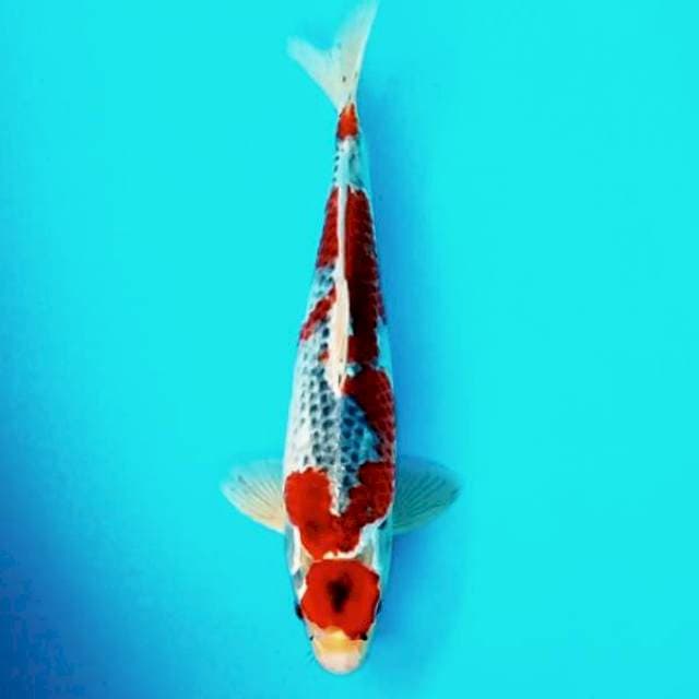 Goshiki # 32cm