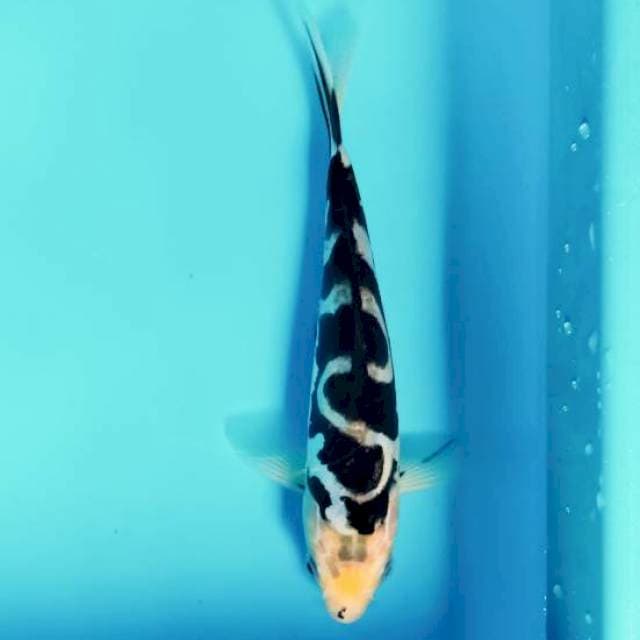 Kawarimono Goi