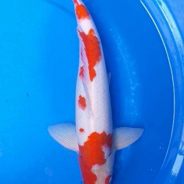 Kohaku