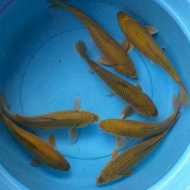 Mix caghoi body munuk 7 ekor