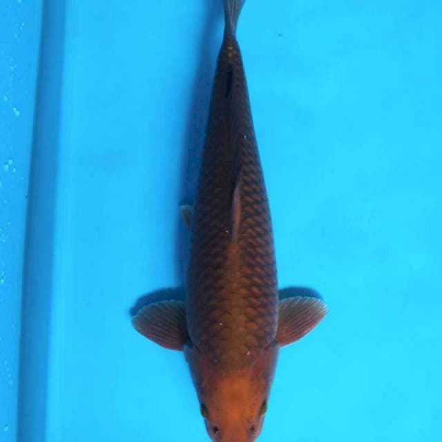 Chagoi tembaga 39cm ( Male )