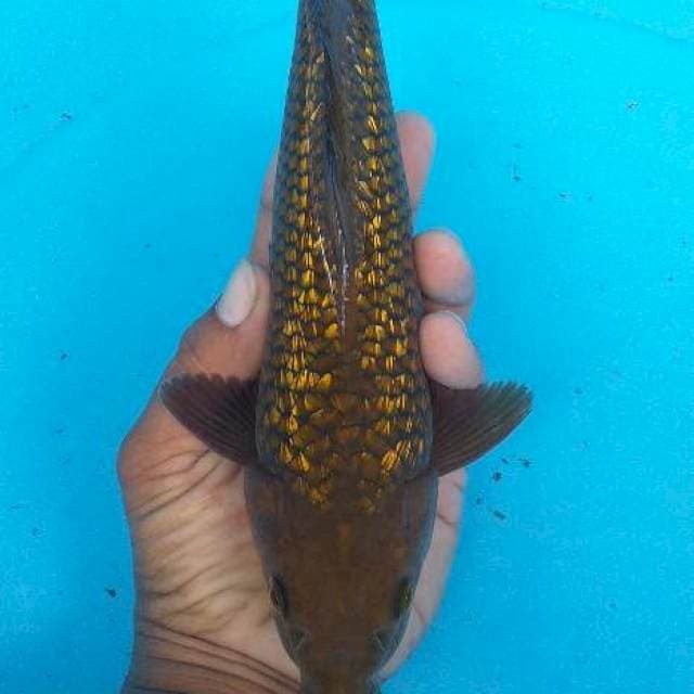 Tenbaga ginrin