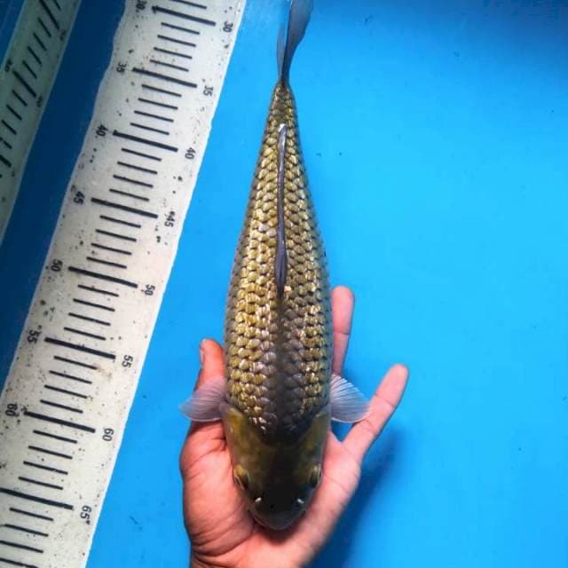 Ginrin midori pakubumi 30cm ( Female )