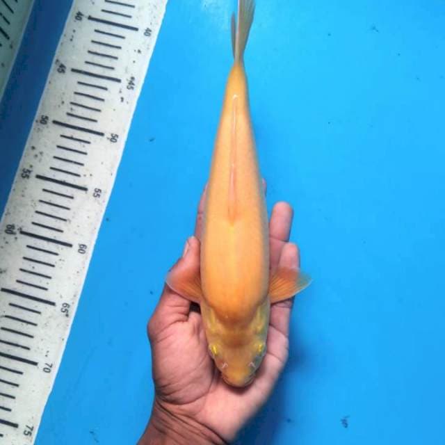 Karashi prospek Bulky 27cm ( Male )