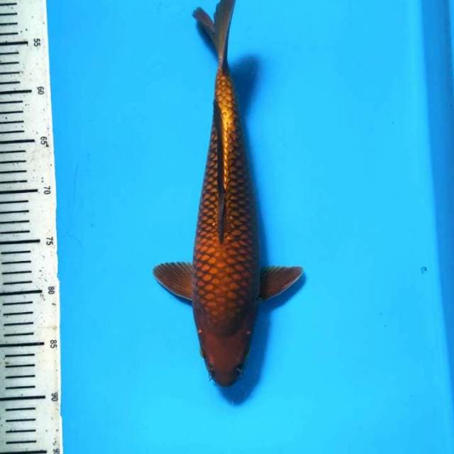 Net Dragon chagoi 36cm ( Male )