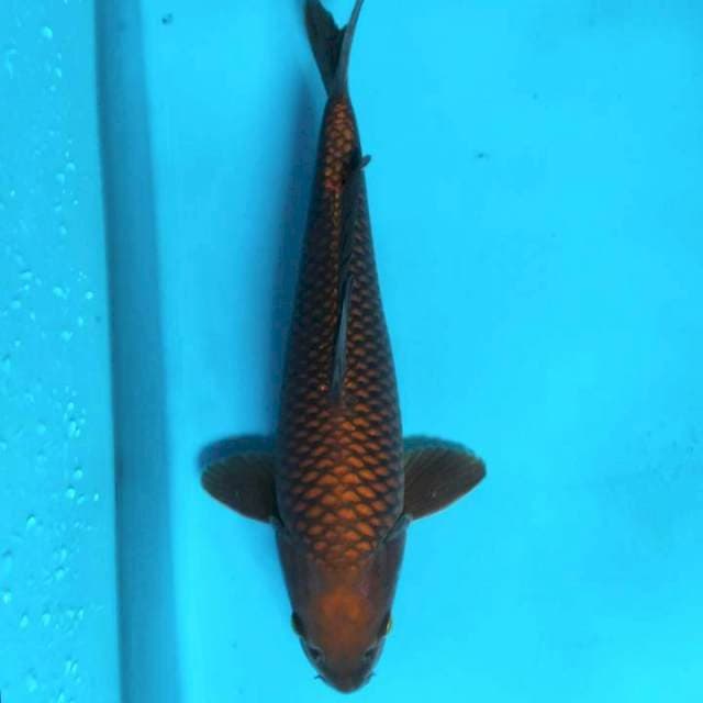 Tembaga snake 34cm ( Male )