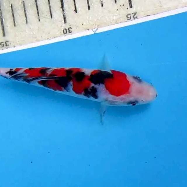 Super mini sansaku14cm