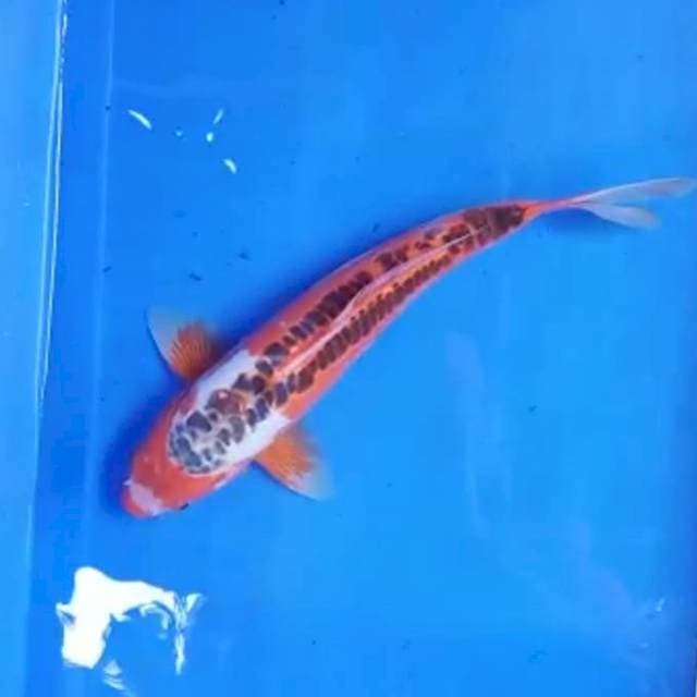 Shusui*30cm m