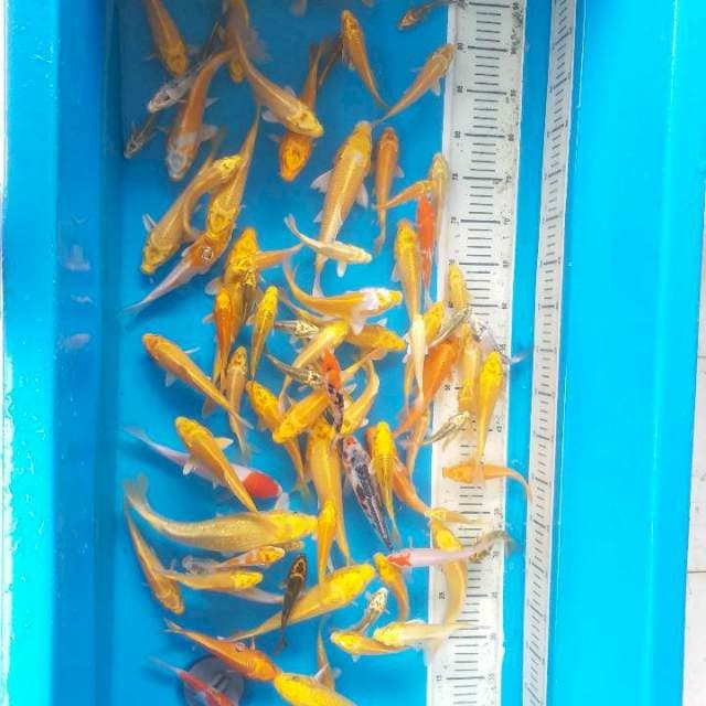 Mix f1 okawa usia 2 bln