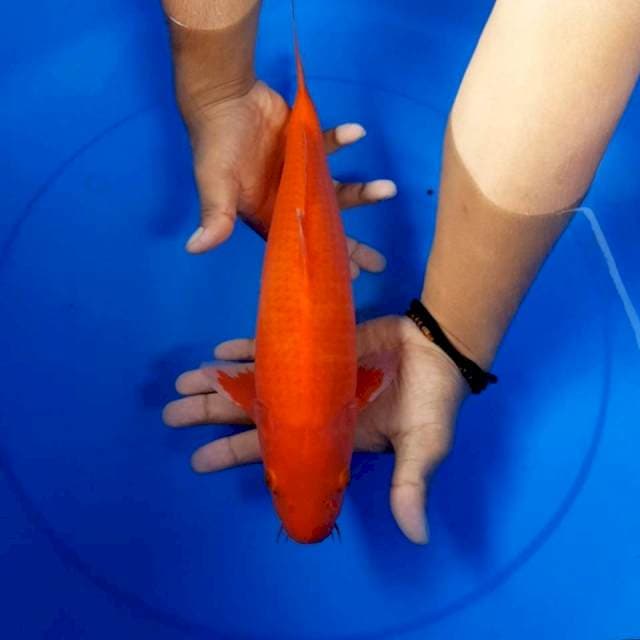 Beni tembus perut 36 cm