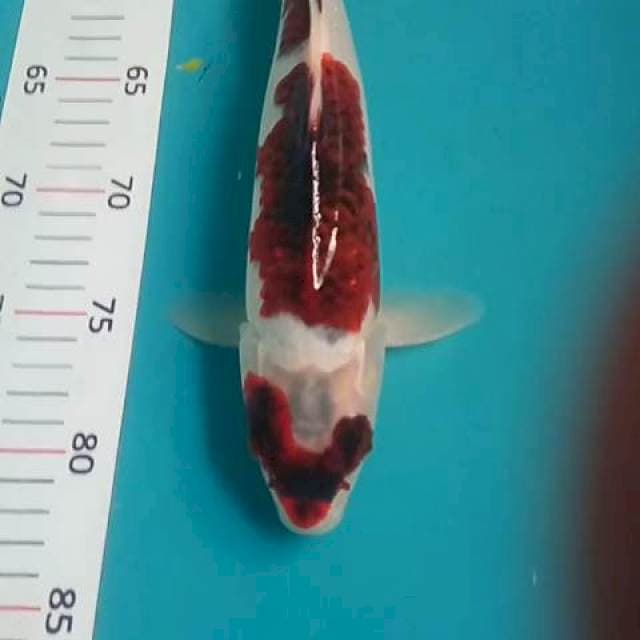 Goromo male ori