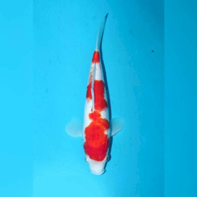 Kohaku f1