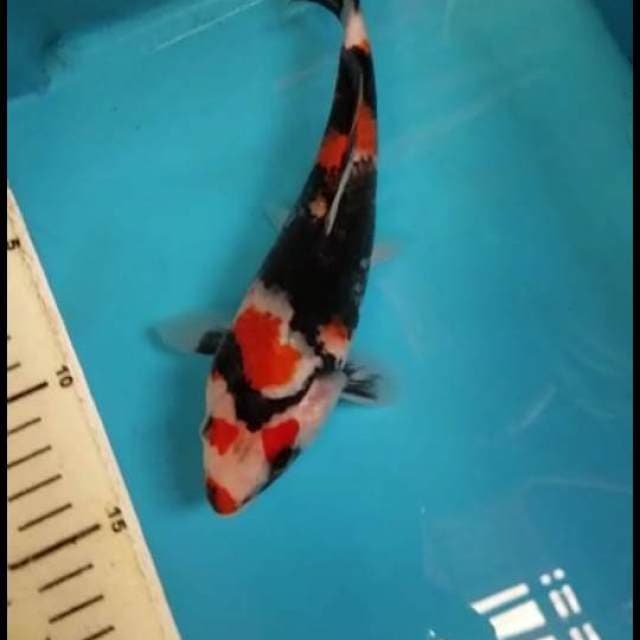 NINJA SHOWA 20 CM