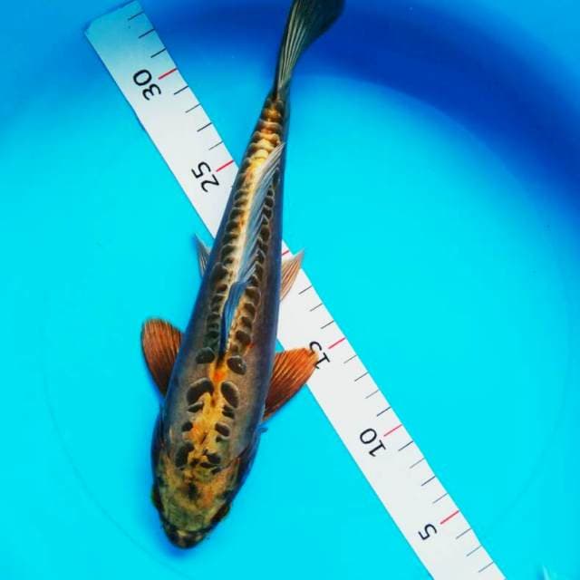 Antique 1 25cm male