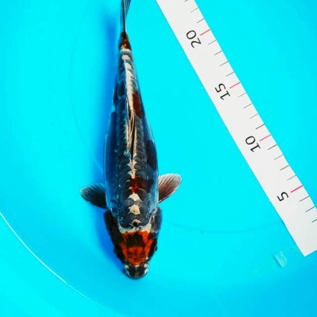 Antique5 22cm