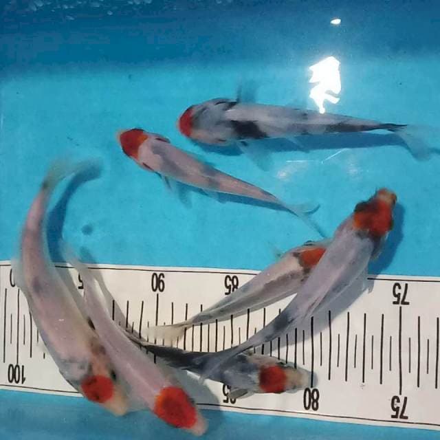 Tc showa tategoi 12-18cm siip (7ekor)