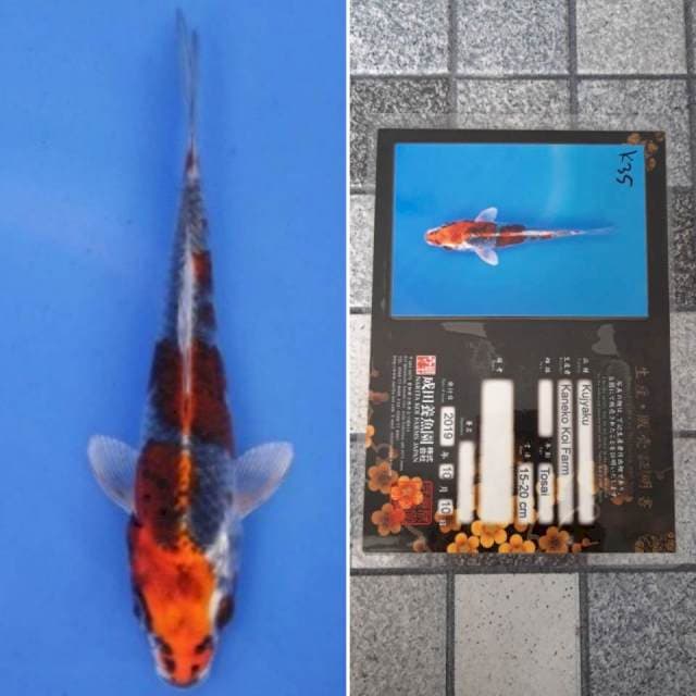 Kaneko kujaku 17cm serti