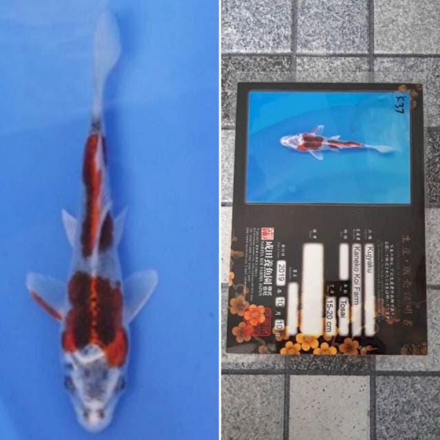 Kaneko kujaku 15cm serti