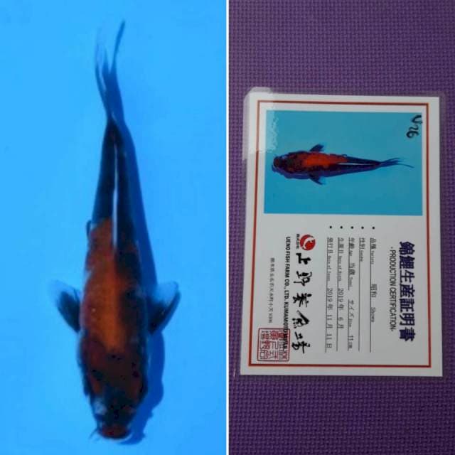 Ueno showa 12cm serti