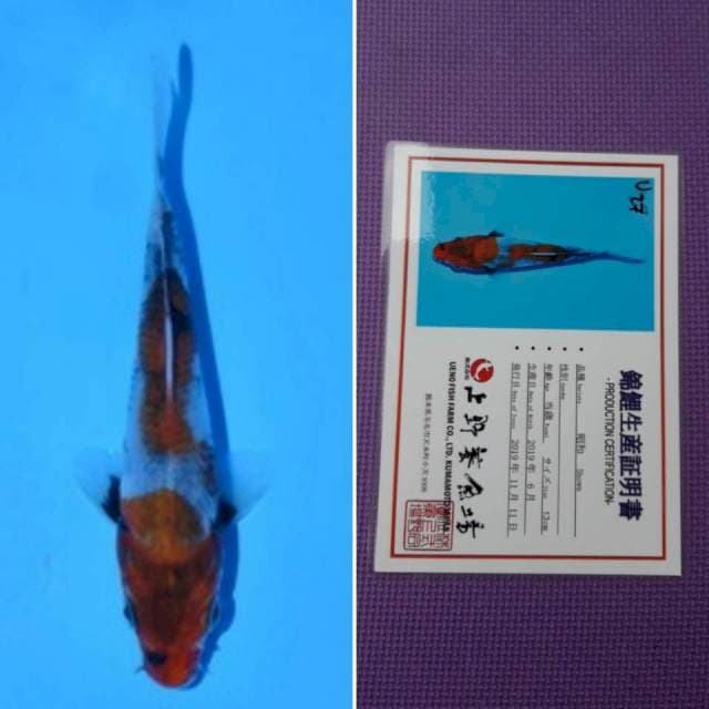 Ueno showa 14cm serti