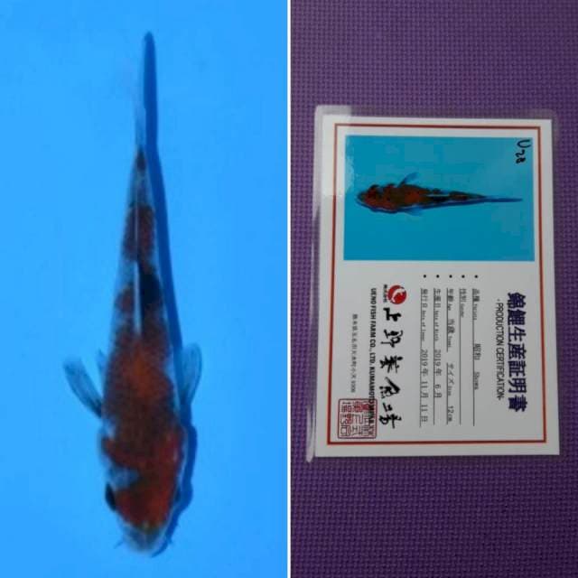 Ueno showa 13cm serti