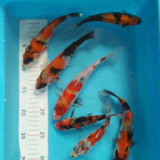 7ekor ukur 17,15,20 cm showa utsuri