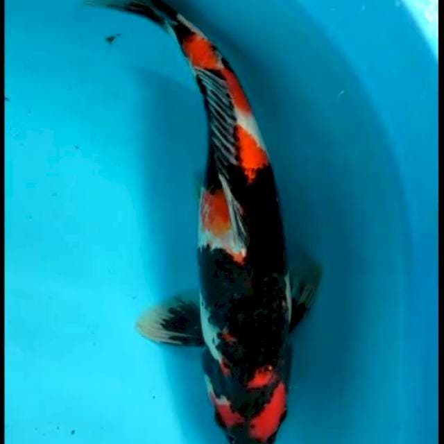 showa jumbo 44 cm jantan