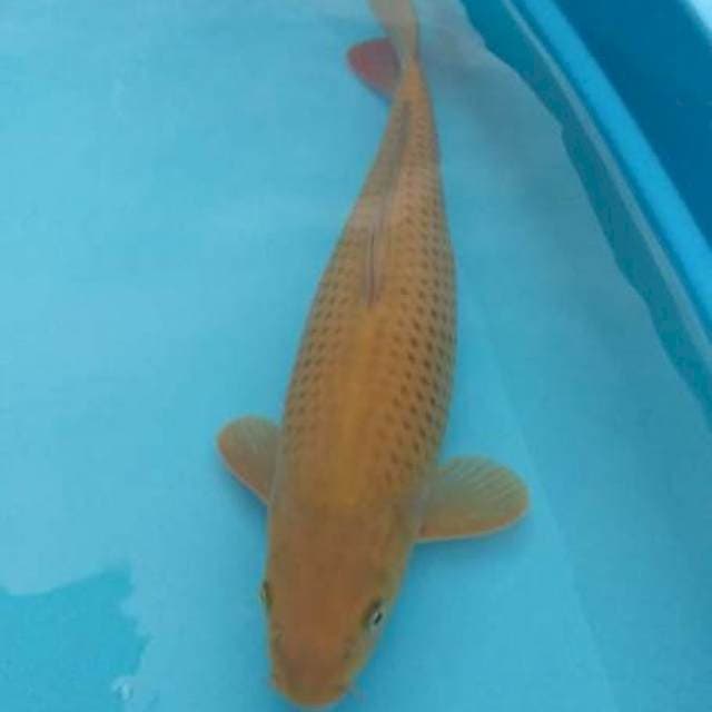 cagoi kuning 42 cm