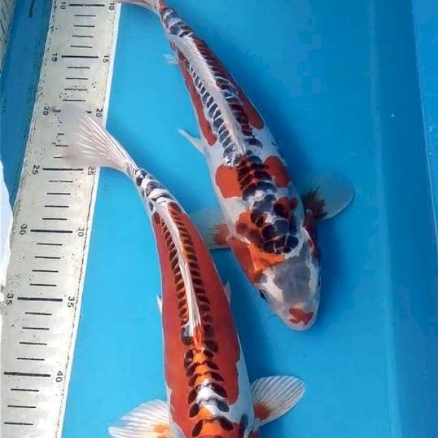 Kikokuryu 33-34cm