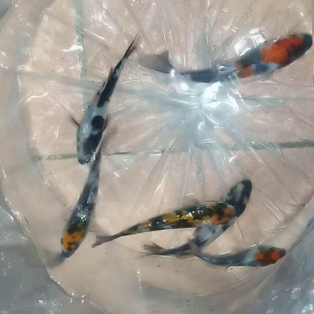 Mix siip 12-15cm